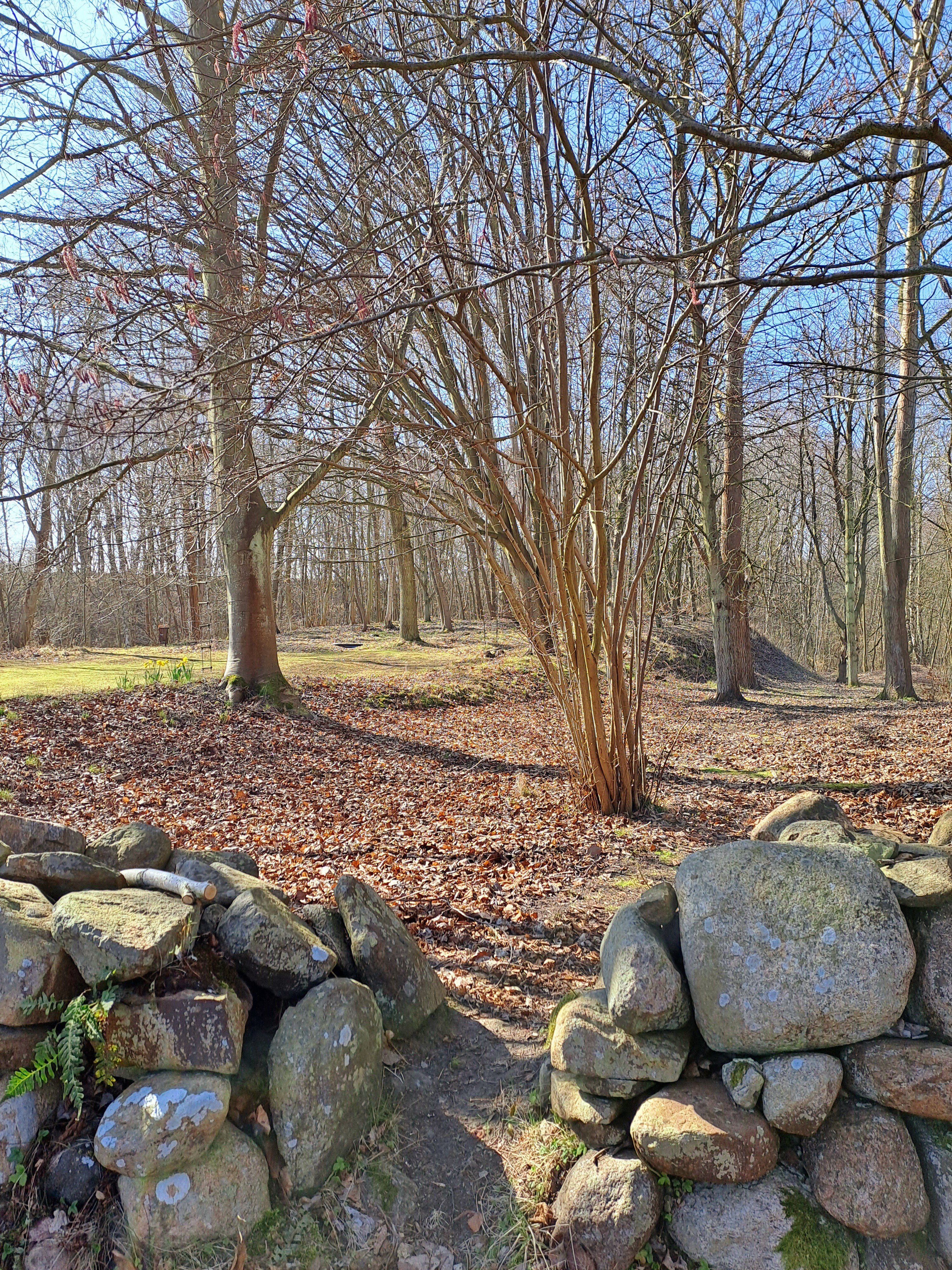 Skog på Ven om våren.
