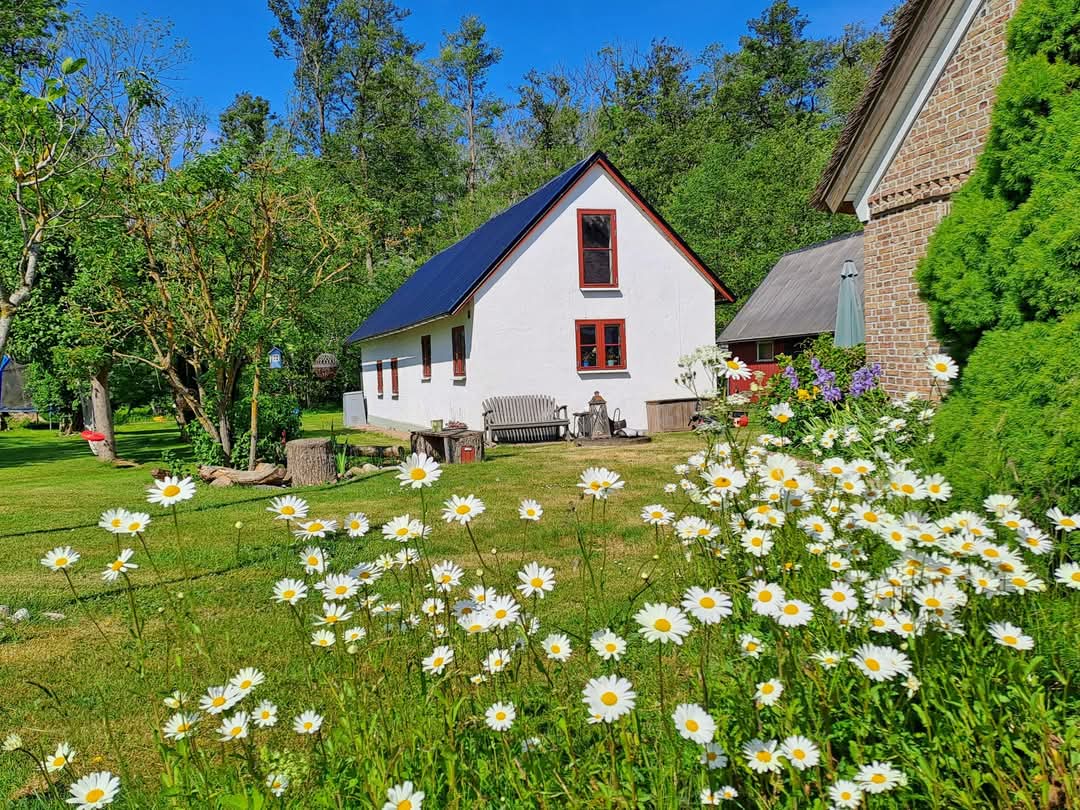 Blomstrande prästkrageäng och vit stuga.